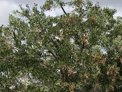 How Do You Know When a Tree Needs Pruning?