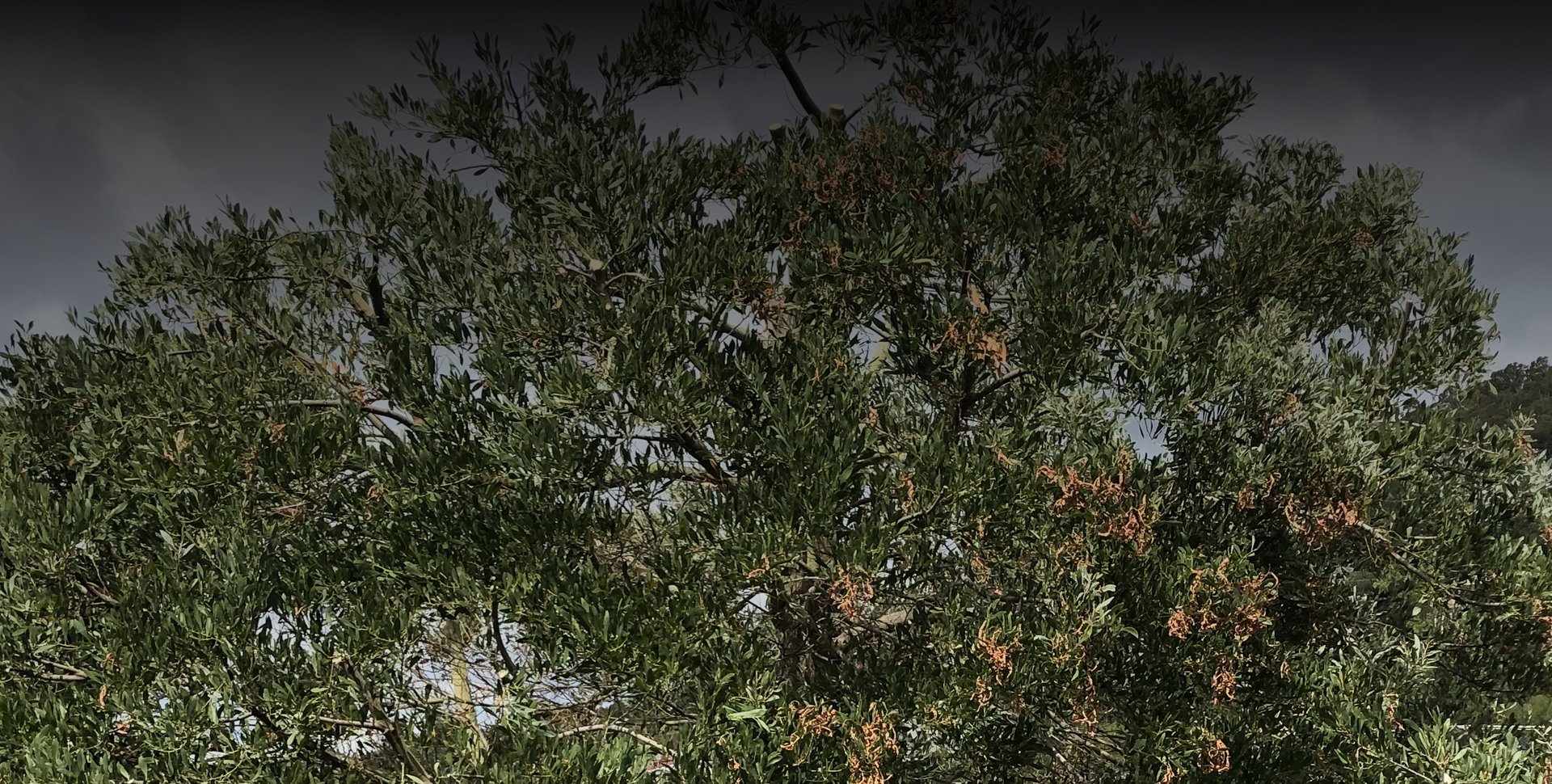 How Do You Know When a Tree Needs Pruning?