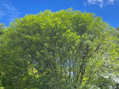 How Much Can You Safely Prune From a Tree?