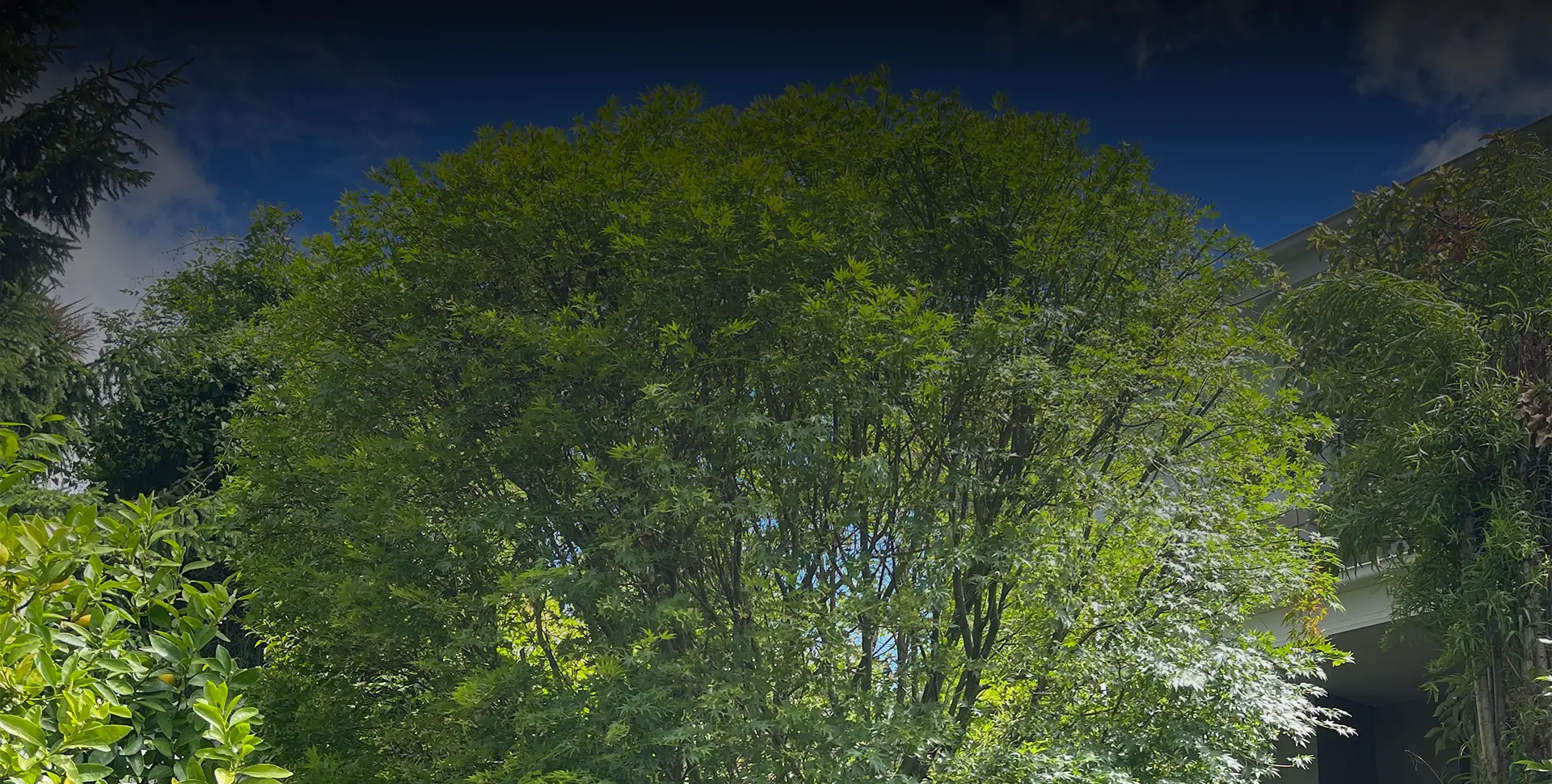 How Much Can You Safely Prune From a Tree?