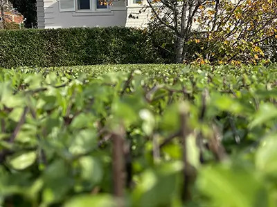 How Often Should a Hedge Be Trimmed?