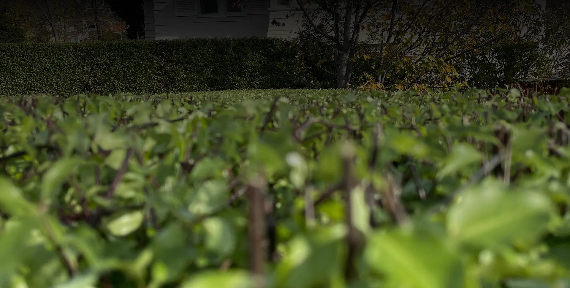 How Often Should a Hedge Be Trimmed?