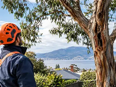 When does a tree need to be removed?