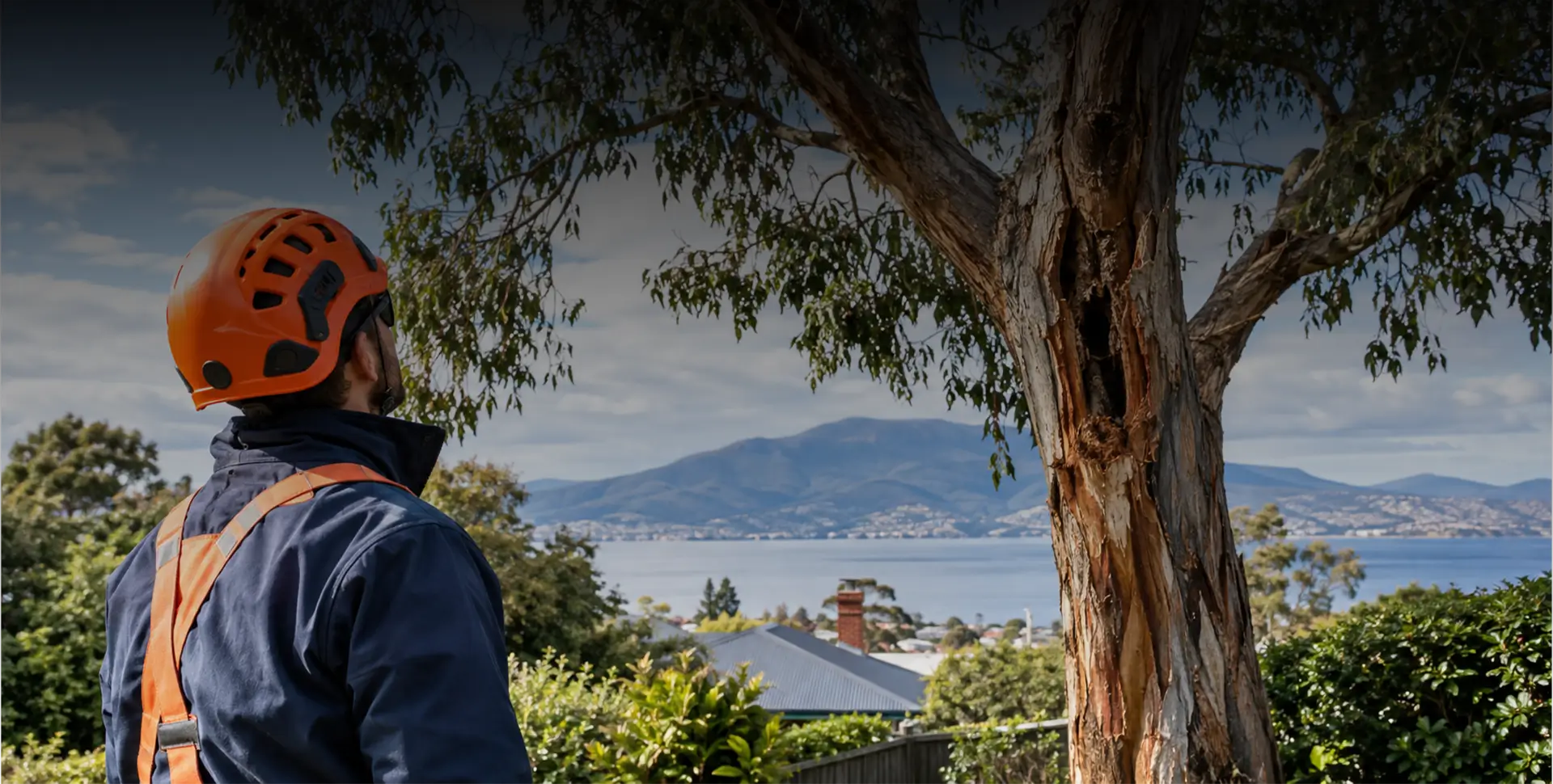 When does a tree need to be removed?